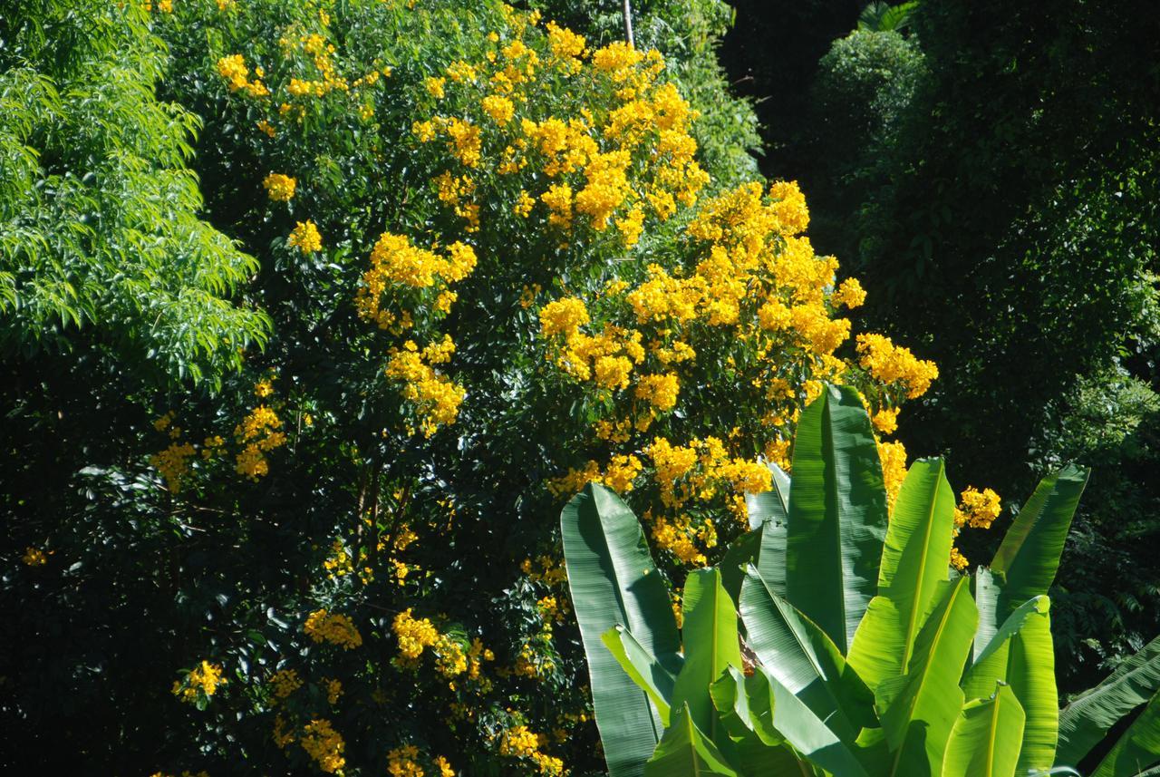Casa Tambor ปาราตี ภายนอก รูปภาพ
